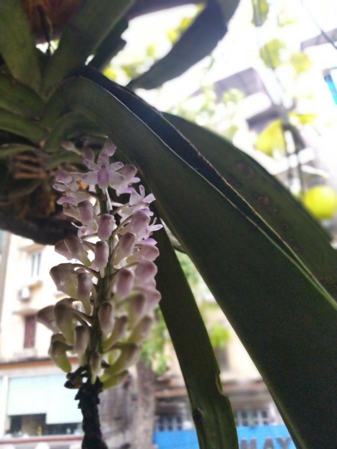 Hanoi Balcony Homestay Exterior foto